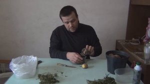 Разведение туй. Два способа выращивания.