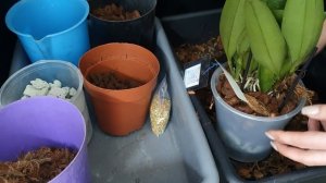 Как посадить Каттлею ? | Так это делаю я ) | Regina orchids shop |