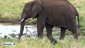 Чудесная Африканская Музыка для Души! Легкая Жизнерадостная Африканская Мелодия!