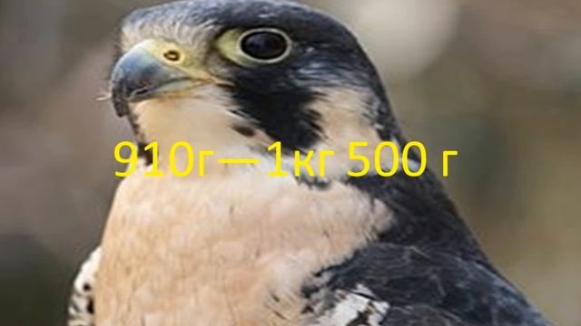 САМАЯ БЫСТРАЯ ПТИЦА НА ЗЕМЛЕ. смотреть онлайн