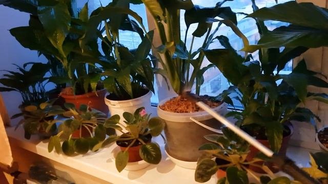 Уход за комнатными растениями. Опрыскивание часть-2.