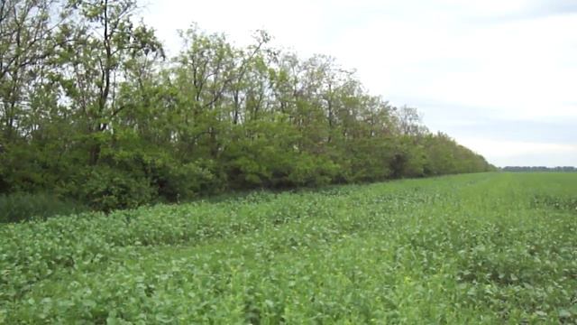 Горчица и акация. Поле 2. 27.05.20. смотреть онлайн