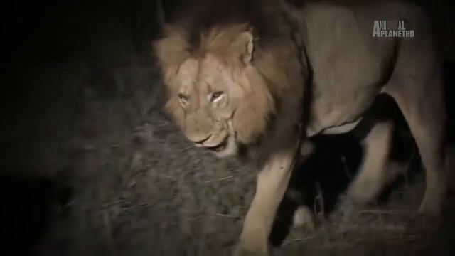 Живой Мир.. смотреть онлайн