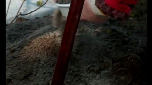 Яблоня. Посадка осенью