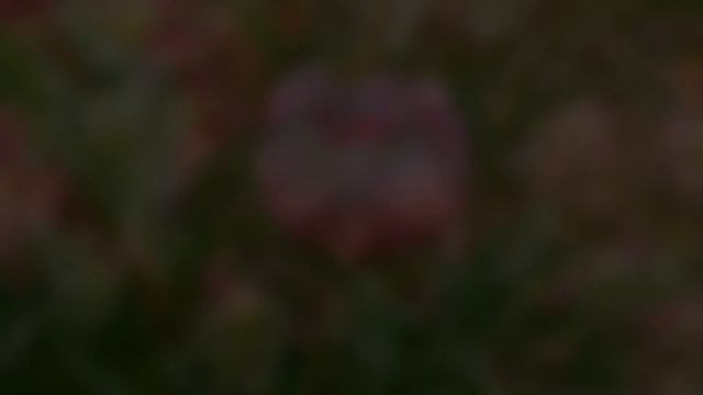 Muzică relaxantă - relaxantă смотреть онлайн