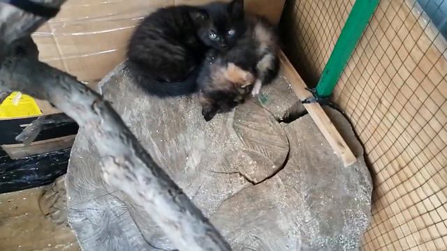 04.06.23.(111серия)Отдам котят в "добрые руки", рождены 29.04.2023. в Уссурийске+79241232444Владими смотреть онлайн