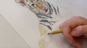 Как рисовать животных.Рисуем  тигрёнка.Цветными карандашами.Ζωγράφισα τα ζώα.Painting animals.