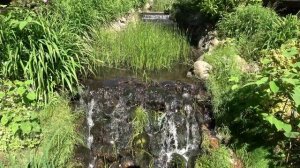 Успокаивающее журчание воды и прекрасное пение птиц  / The soothing murmur of water and birdsong.