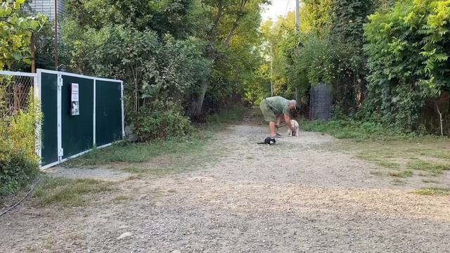 Будни дрессировки! Американский Стаффордширский терьер 9 месяцев Терра! Седьмой день занятий! смотреть онлайн