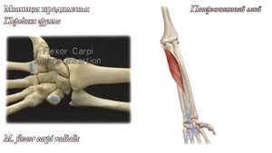 M. flexor carpi radialis, лучевой сгибатель запястья