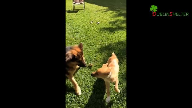 Injured Little Puppy Dumped From a Red Truck, Panic But Patiently Waiting For The Owner смотреть онлайн
