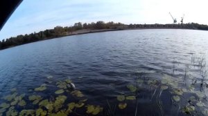 Окунь vs виброхвоста. Бабинский затон. Отводной поводок