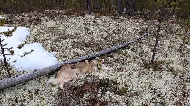 Лайка Западно Сибирская "Север" предок Анзора. смотреть онлайн