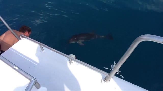 Крым 2017. "Нападение"дельфина в Алуште. Не для слабонервных ))) смотреть онлайн