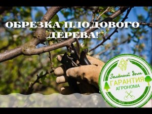 Обрезка Плодовых