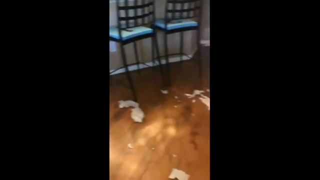 I love Dogs смотреть онлайн