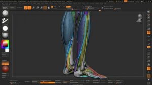 24_Икроножные мышцы для создания #3d_персонажей