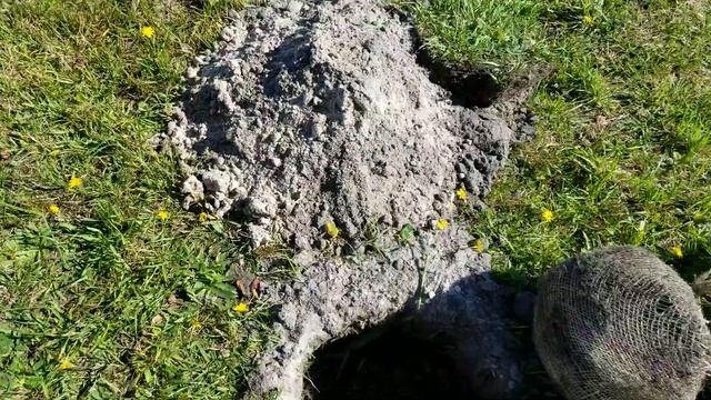 Канадська технологія будівництва. Озеленення території. Клумба з туями та ялівцями. Посадка туй.