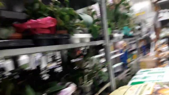 Море уценки орхидей.Касторама.Электросталь смотреть онлайн