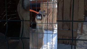 Новосибирск Затулинский контактный зоопарк.