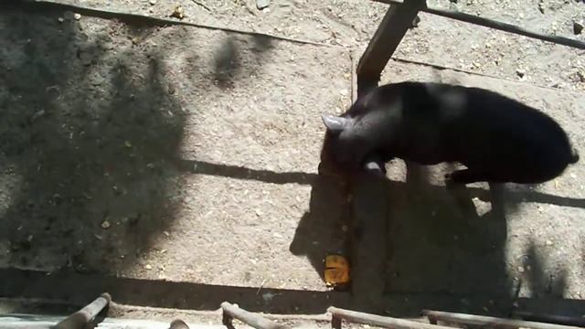 Одесский зоопарк - Дикий кабан (2013) смотреть онлайн