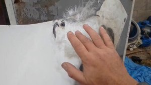 Восстановление капота без рихтовки, стеклотканью ч1. Продолжение проекта.
