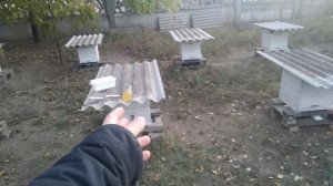 Мои рекомендации по применению масла полыни таврической для обработки ваших пчел от вредителей.