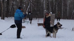 Восточно Европейская Овчарка Граф на ЗКС. Кусачки.