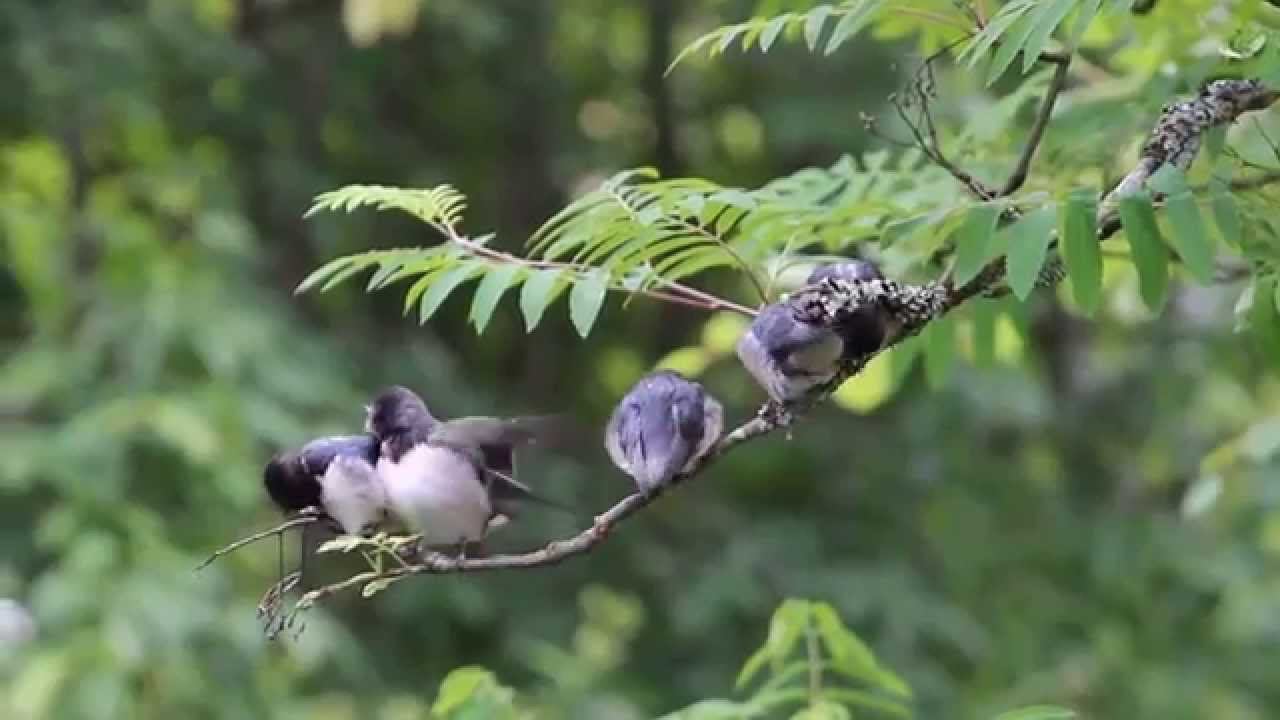 Птенцы ласточки 07.07.2015 смотреть онлайн