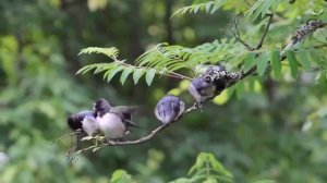 Птенцы ласточки 07.07.2015