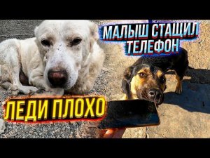 Малыш украл телефон. Леди в депрессии и опять кашляет . Обзор ищущих мам и пап.