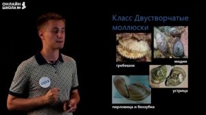 Многообразие моллюсков. Видеоурок 20. Биология 7 класс