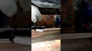 Замена рулевого шлейфа и датчика АБС БМВ Е46.