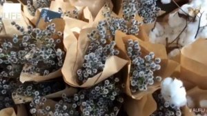 ЖИЗНЬ В АВСТРАЛИИ - СИДНЕЙ - Grounds of Alexandria. От Sydney Visa 0+