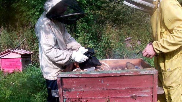 О пчелах, меде и продуктов пчеловодства.Не только для пчеловодов