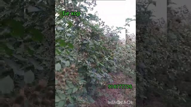 Американский Ежевика Трипл Краун бесшипный высокоурожайная изысканным вкусом Морозостойкость - 30°C смотреть онлайн