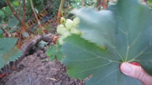 Нельсон- виноград очень раннего срока созревания (Пузенко Н.Л.)