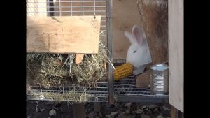 Главный миф про кроликов!! Можно ли давать кроликам капусту!!! Вся правда о капусте!!!