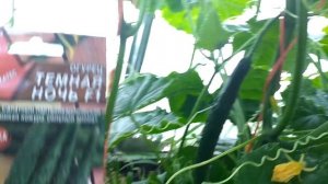 ОГУРЕЦ ДАСТ 100-200 зеленцов с куста после этой июльской подкормки. Чем подкормить ОГУРЦЫ В ИЮЛЕ