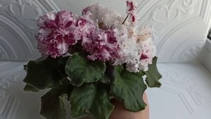 Фиалка ЛЕ- Взбитые Сливки спорт.