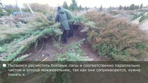Огромный Ниваки из можжевельника Виргинского Хетц / Virginiana Hetz