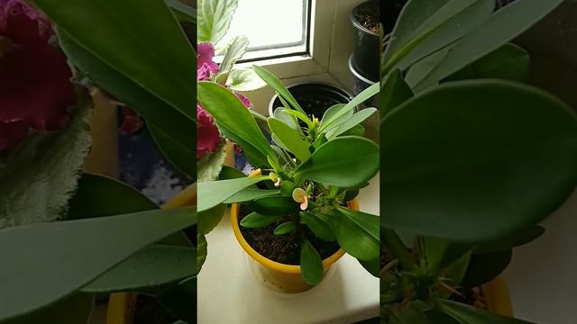 мои любимые цветы смотреть онлайн