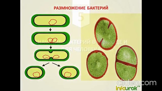 Урок 3 - Бактерии и их значение