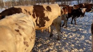 Какие бывают бычки айрширской породы