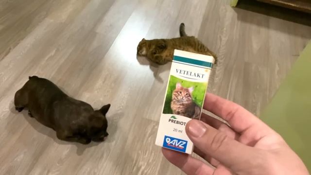 что с МИТЕЙ как его самочувствие / Я ВИНОВАТ что расслабился смотреть онлайн