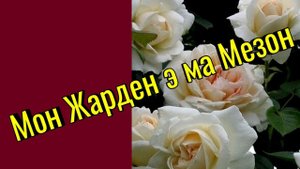 Роза Мон Жарден э ма Мезон.