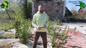 За ОДИН РАЗ - ВСЕХ НАПОВАЛ! Спасите землянику от ВРЕДИТЕЛЕЙ. Долгоносик, хрущ, клещ и нематоды!