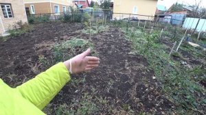 Как подготовить гряду под озимый чеснок?