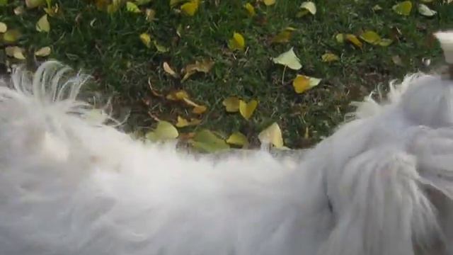 мальтезе Афина STYLE CITY ZION / AFINA maltese впервые на прогулке! смотреть онлайн