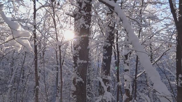 город уфа природа зимнее морозное утро в лесу декабря 2022 башкирия WEATHER RUSSIA NATURE